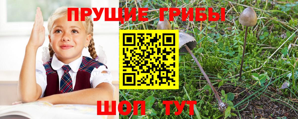 Галлюциногенные грибы Cubensis  Вход с VPN  Махачкала  Галлюциногенные грибы Cubensis 